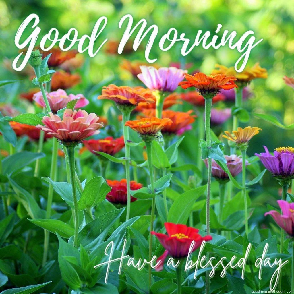 Beautiful flowers with Good Morning Blessings