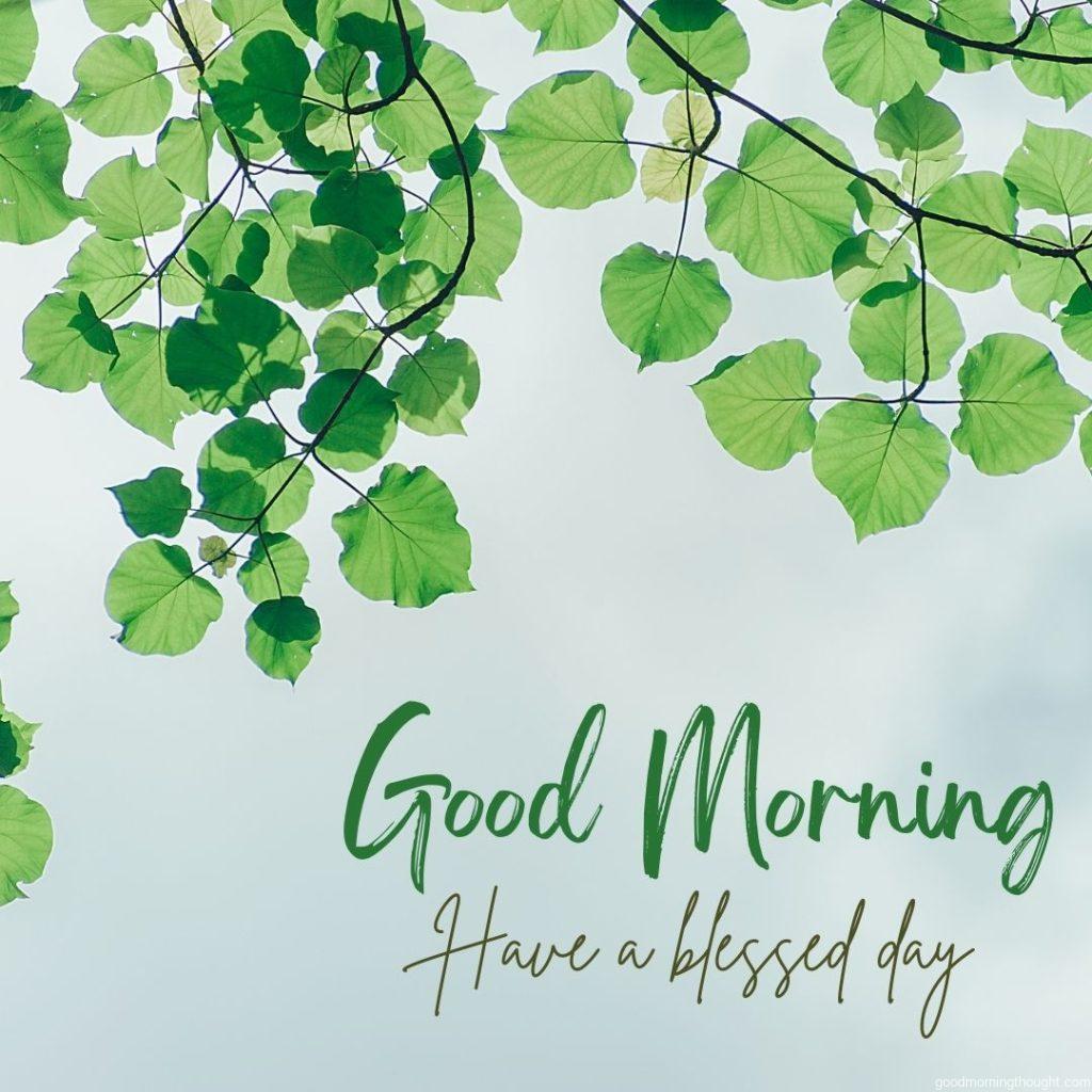 Green leafs. Good Morning Blessings