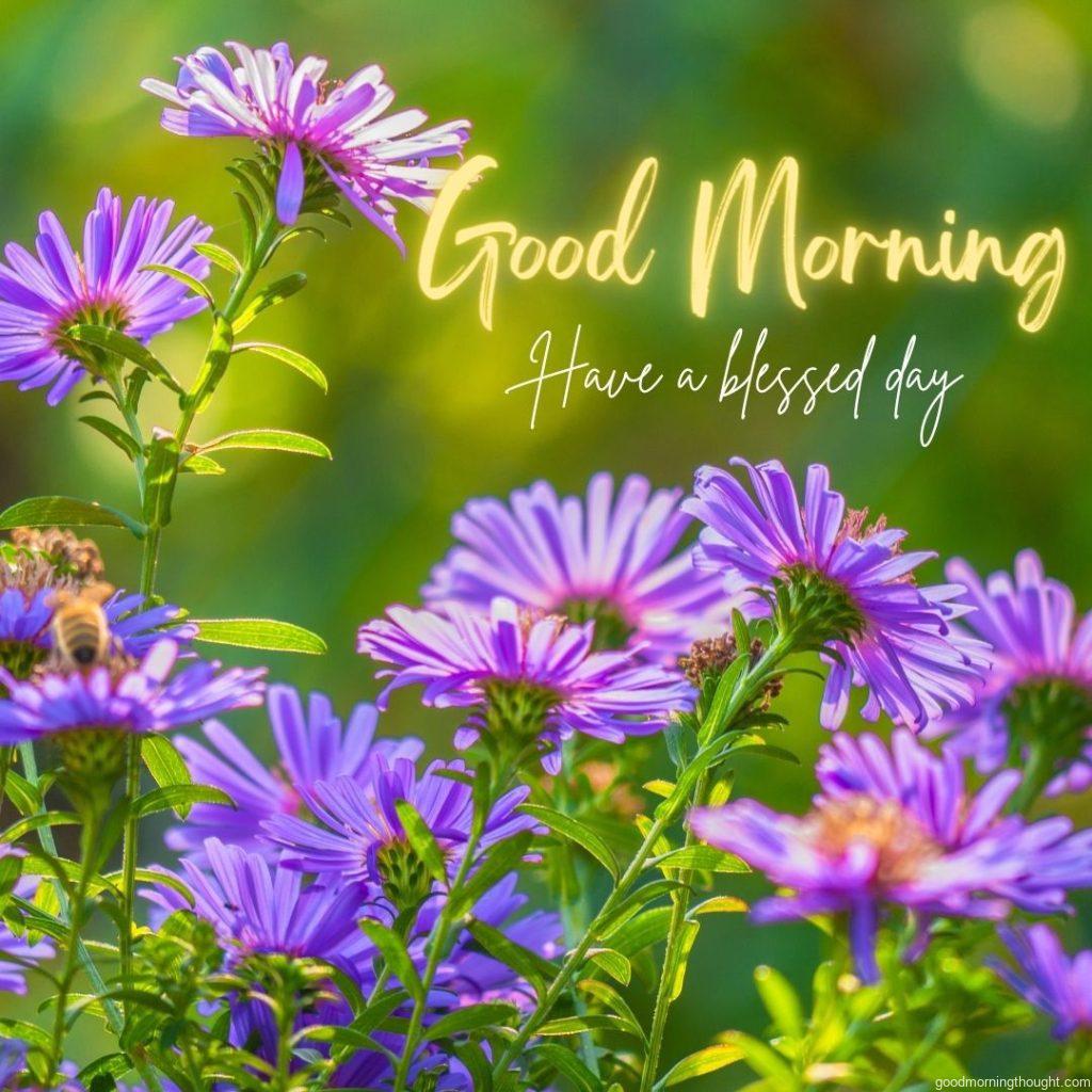 Beautiful purple flowers. Good Morning Blessings