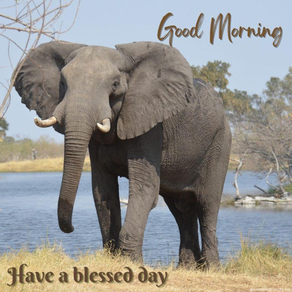 Elephant with nature. Good morning blessings.