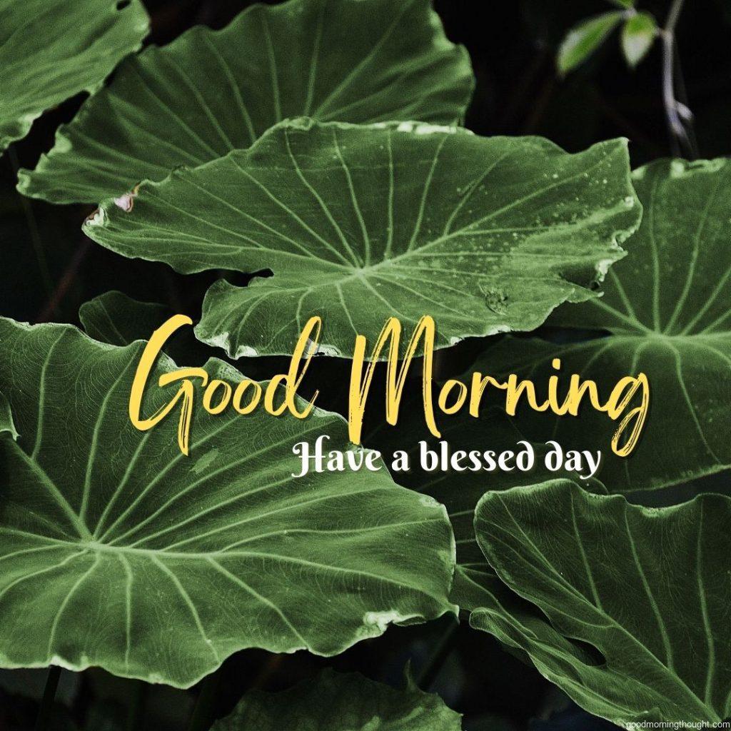 Green spread leaf. Good morning blessings.