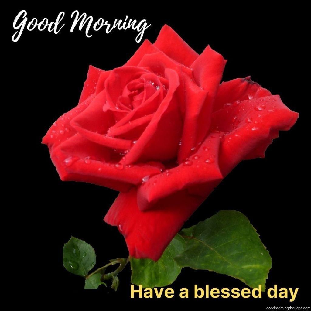 Good Morning Blessings. Red Rose