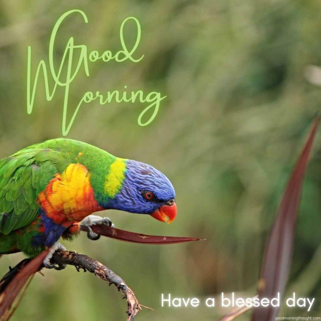 Colour bird on branch of tree