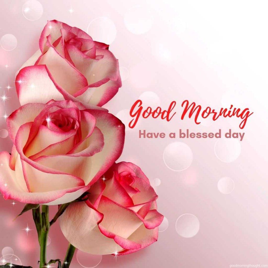 Three beautiful roses with good morning message