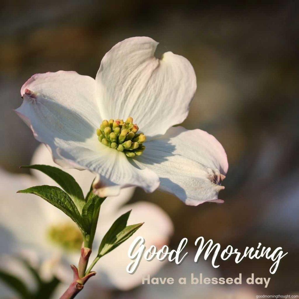 Beautiful white flowers. Good morning greeting with blessed day.