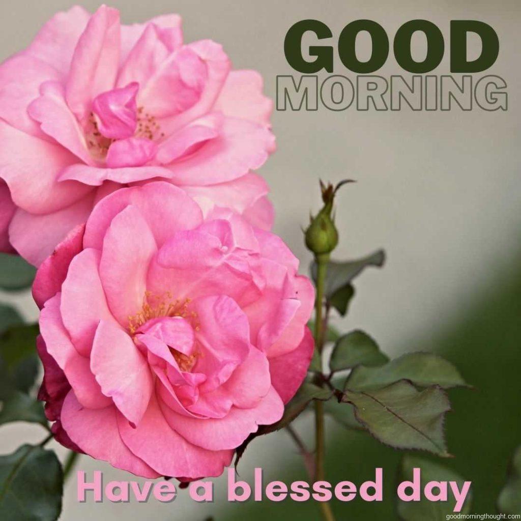 Light pink rose with gray and green background. Good morning greeting with blessed day.