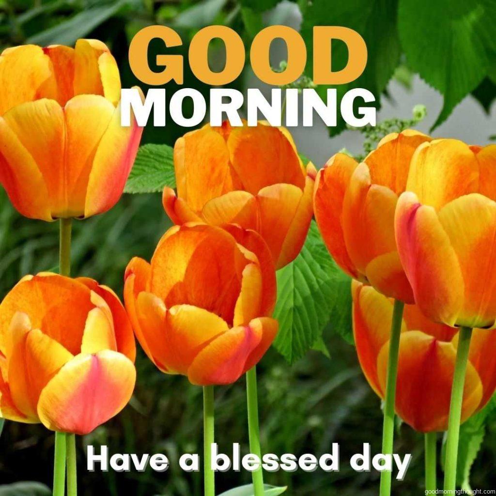 Orange and Yellow with green background. Good morning greeting with blessed day.