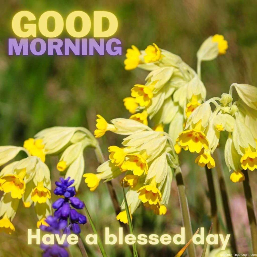 Beautiful yellow flowers. Good morning greeting with blessed day.