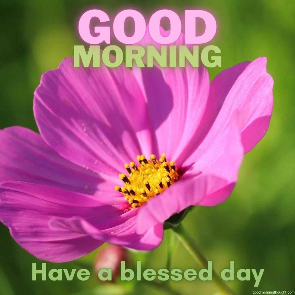 Beautiful pink flower with green background. Good morning greeting with blessed day.