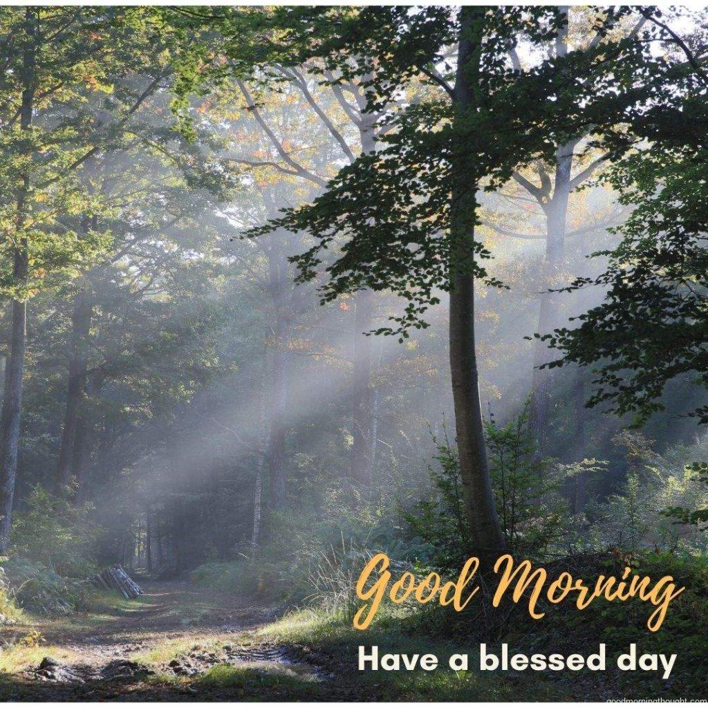 Morning at green forest. Have a blessed day.