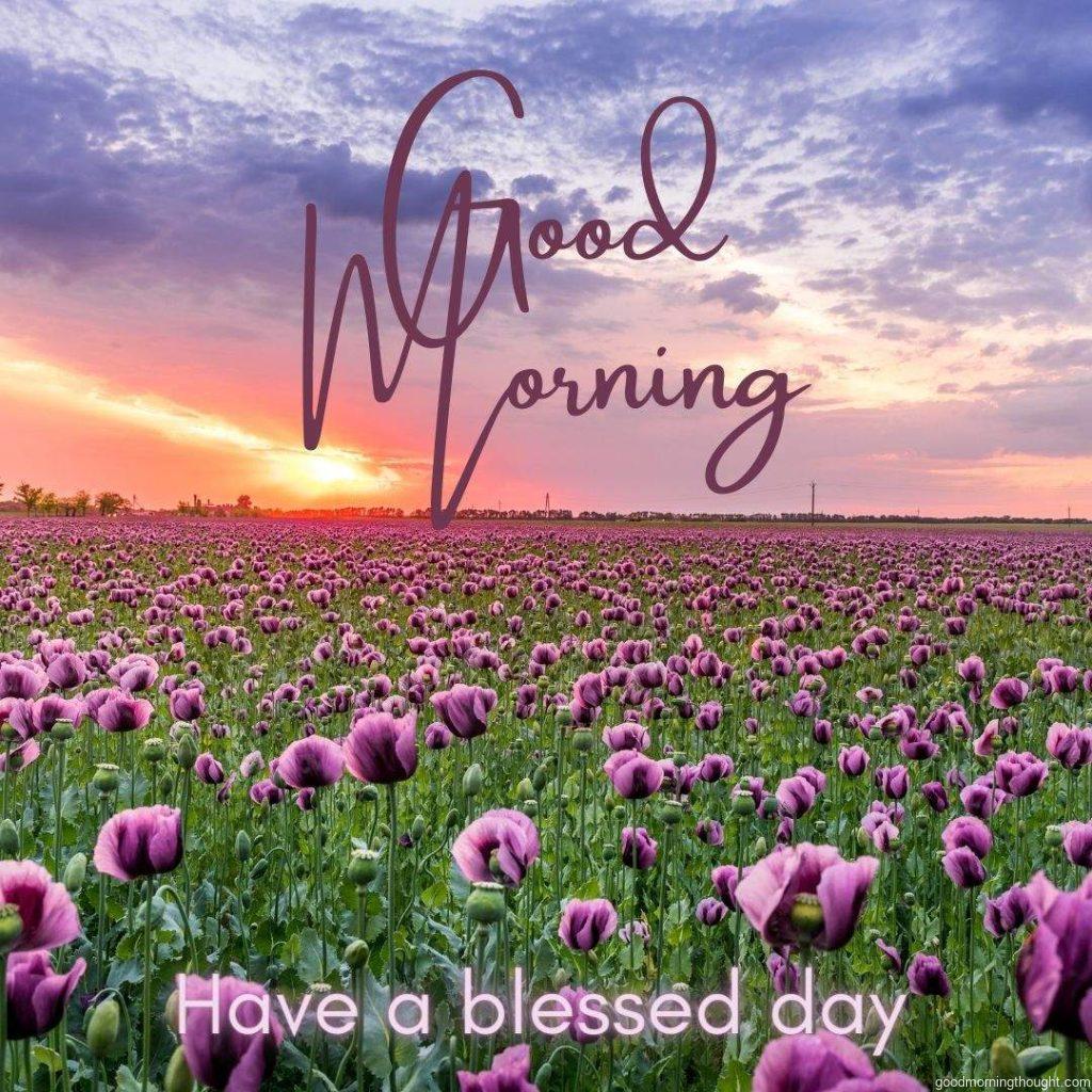 Sunrise at farm with pink flowers have a blessed day