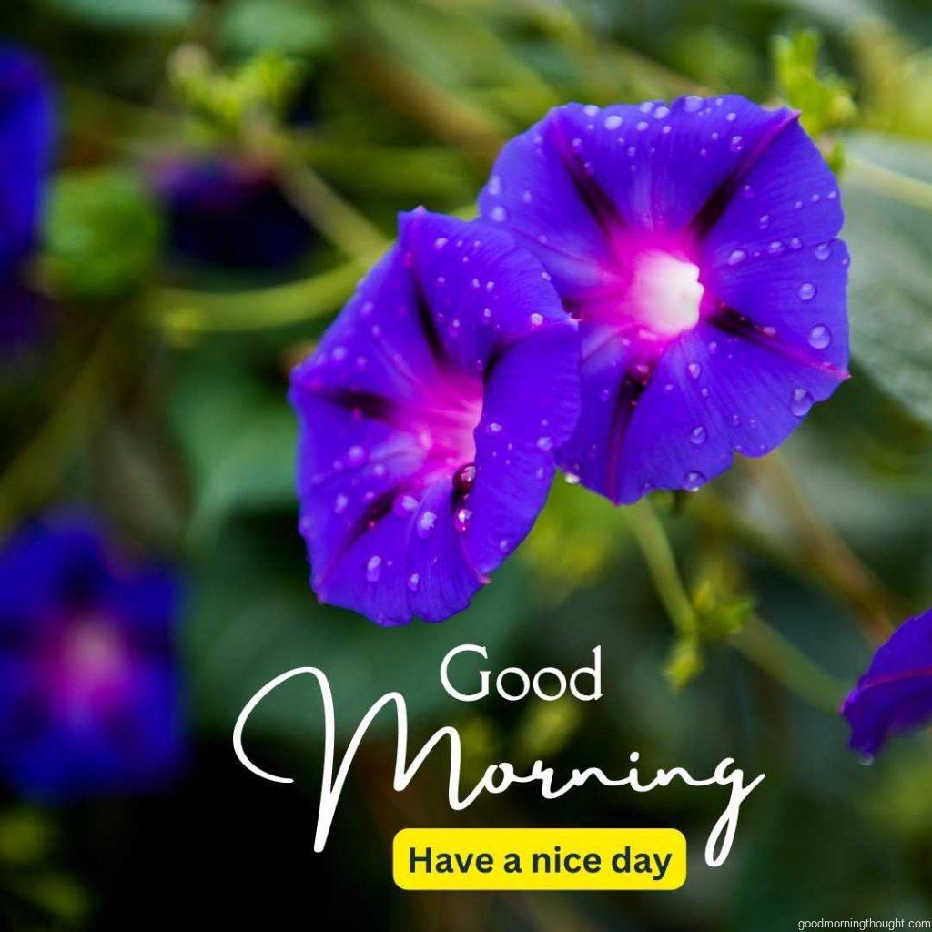 Morning Glory with Purple flowers