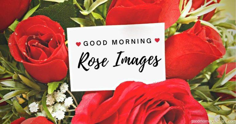 Red roses with good morning message