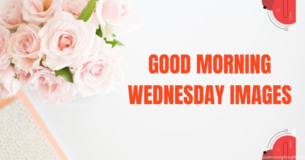 Good morning Wednesday images written with pink rose on background