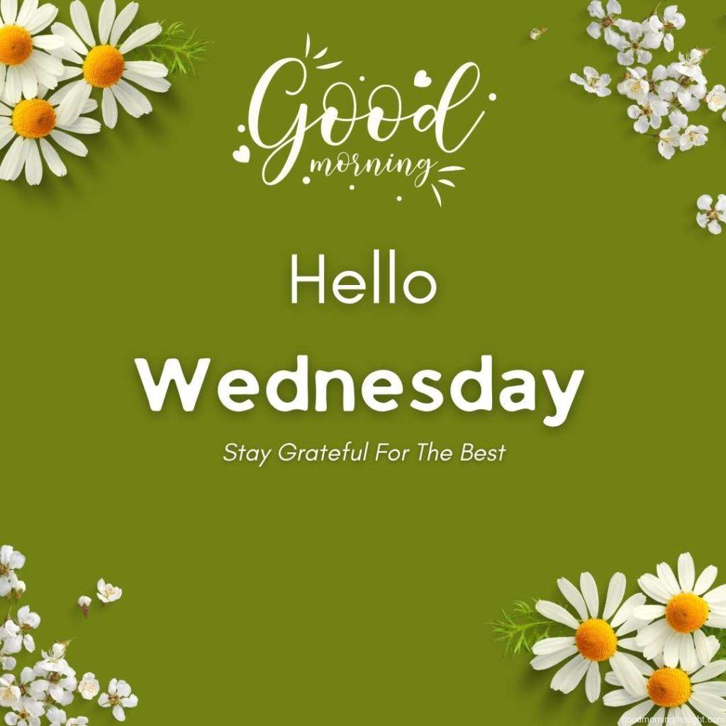 Chamomil flowers with green background and Wednesday message