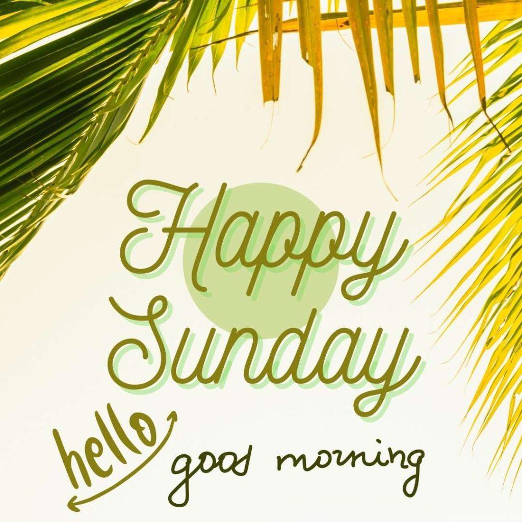 Coconut green leaves on white background with happy Sunday message