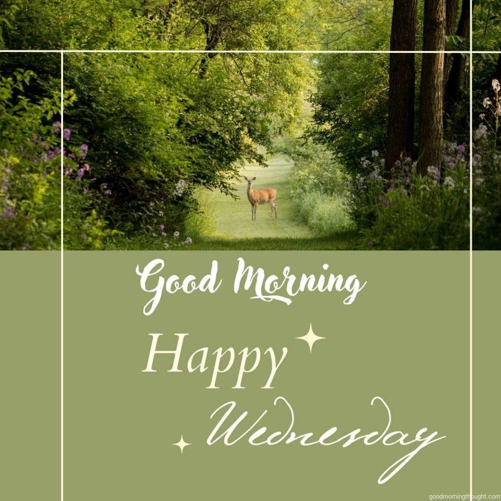 Deer in nature background with Good Morning Wednesday message