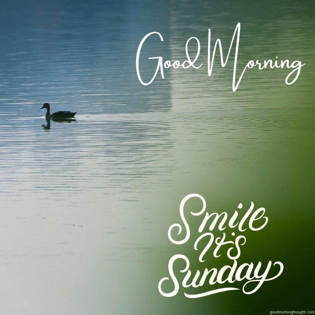 Duck swimming in lake at Good Morning Sunday