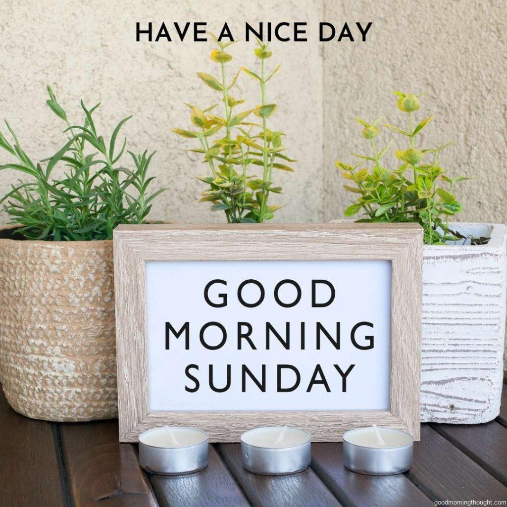 Good Morning Sunday greeting with green plant background