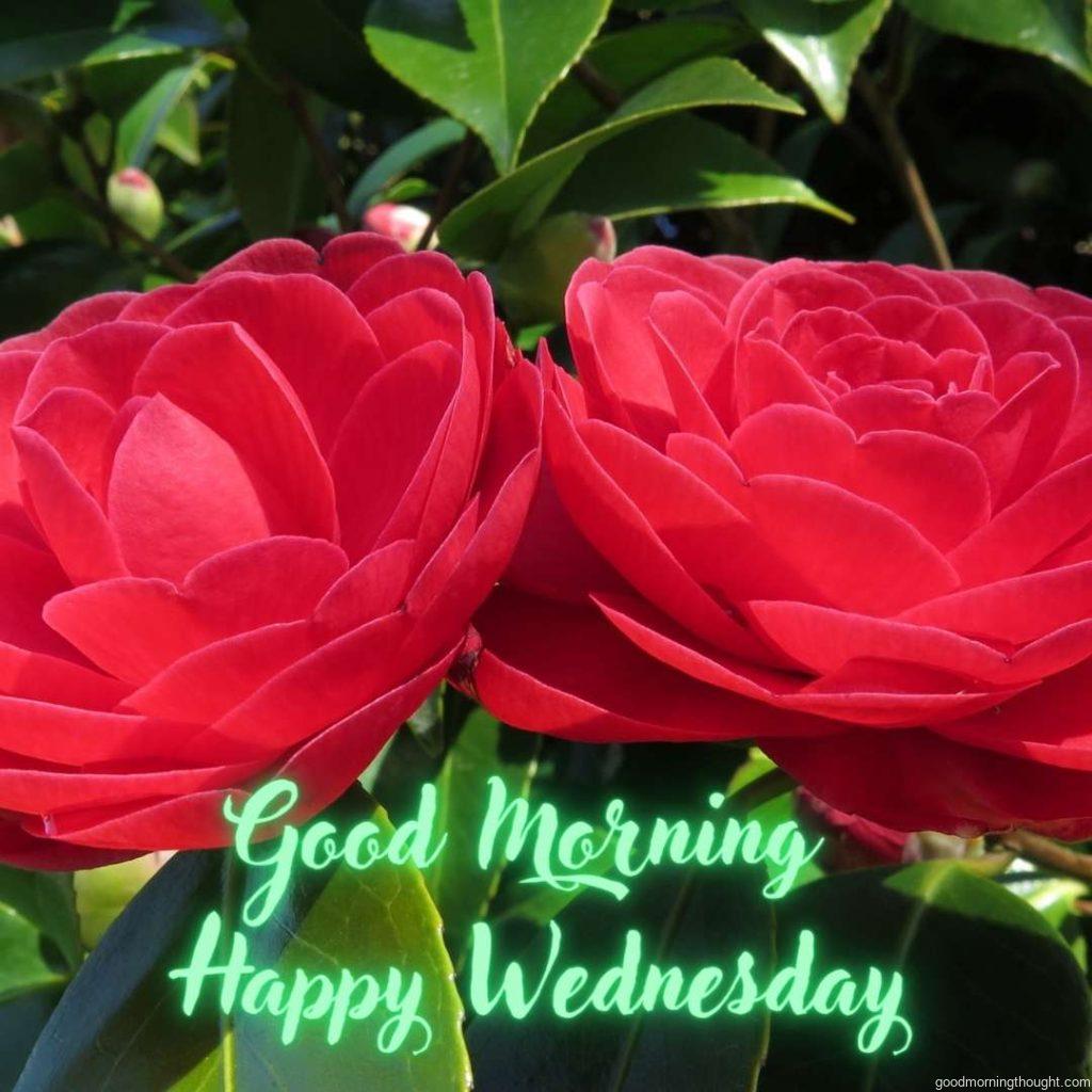 Two red roses with green leaf at background with message Good Morning Wednesday Images.