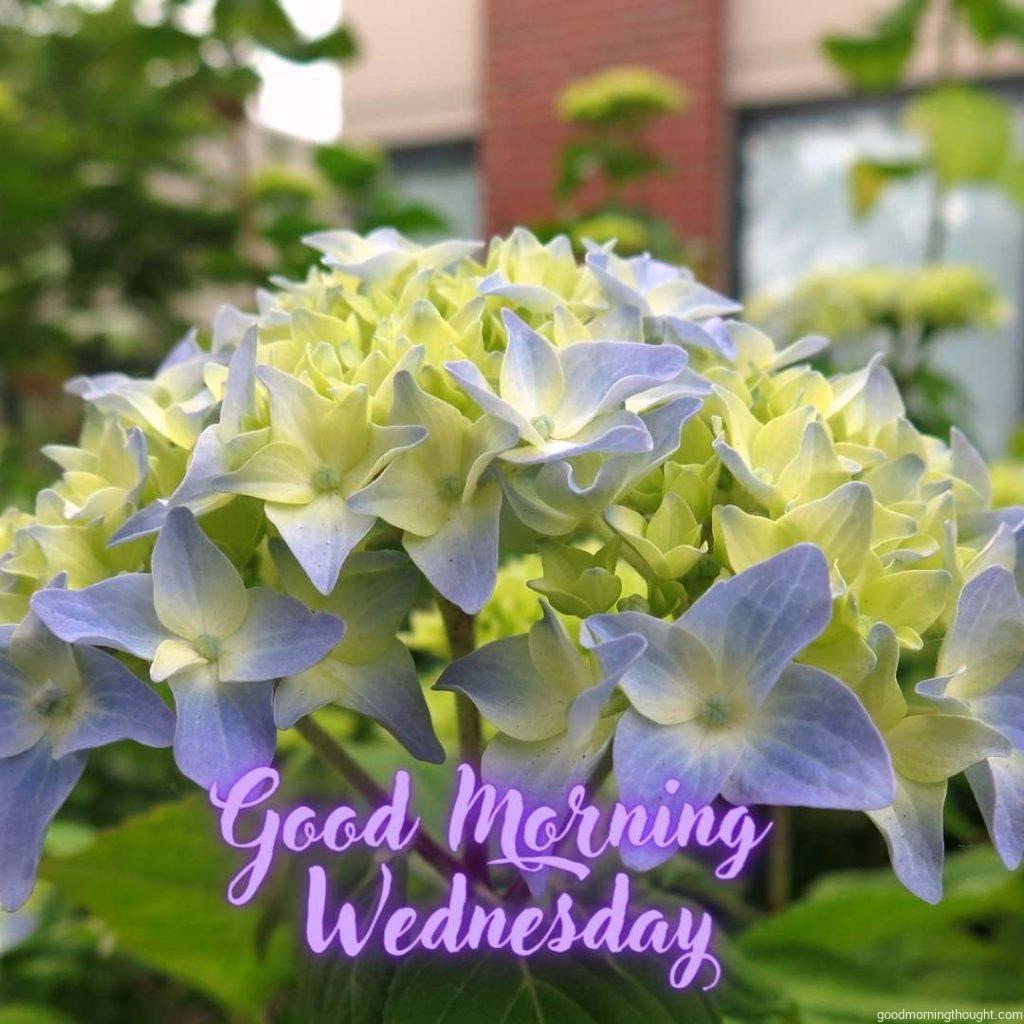 Wednesday May. Good Morning Wednesday Image