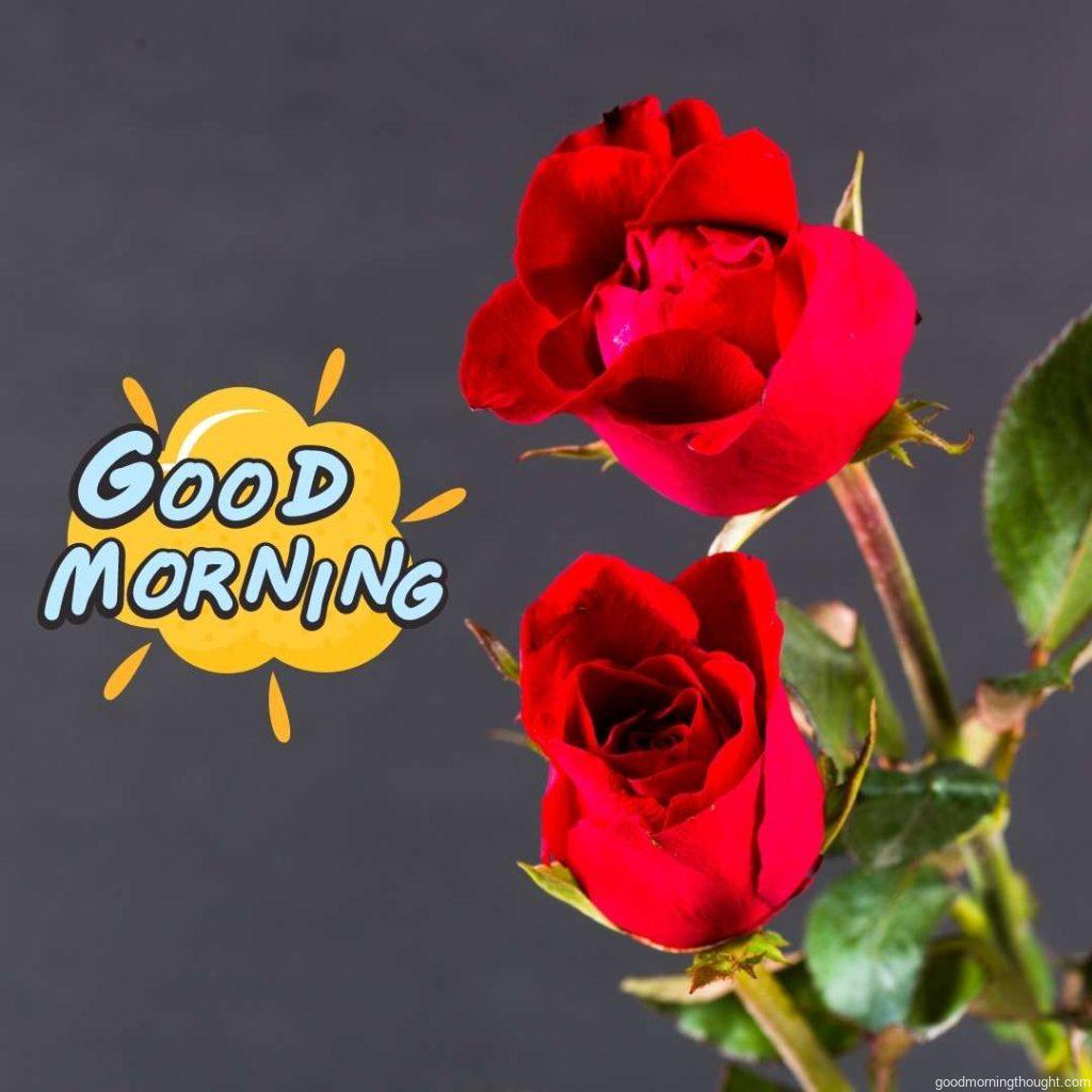 good morning red flower
