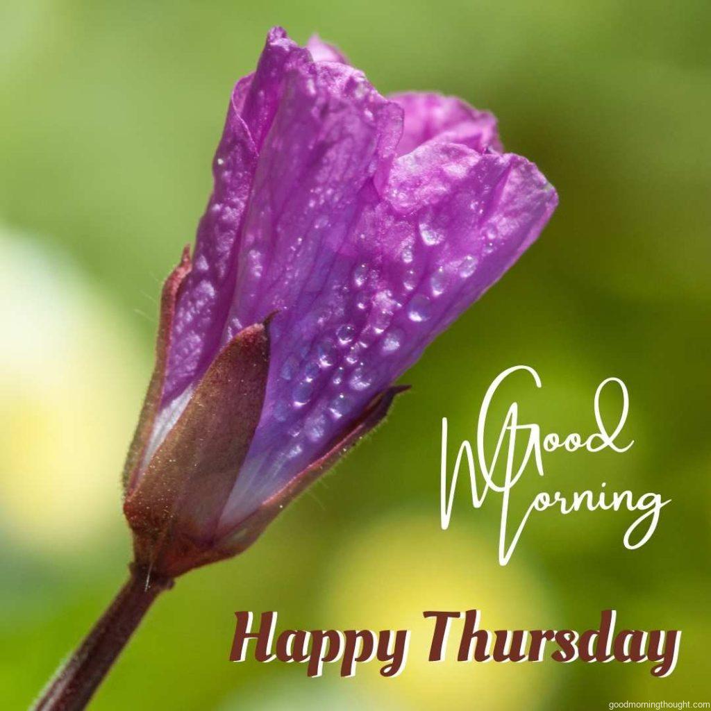 A great willowherb blooms with morning dewdrops and _Good Morning, Happy Thursday_ text