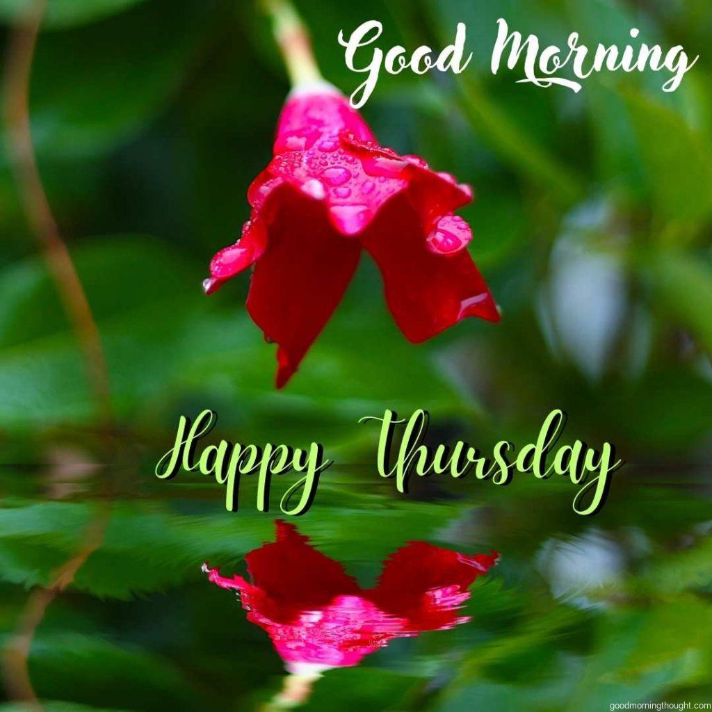 A lone flower sits in its reflection with a _Good Morning, Happy Thursday_ text