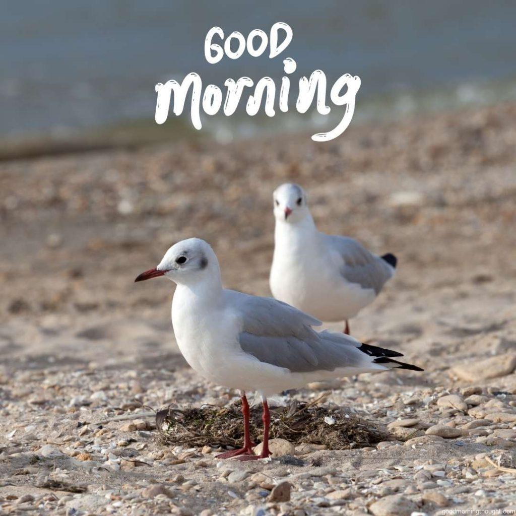 Birds on the beach in the morning