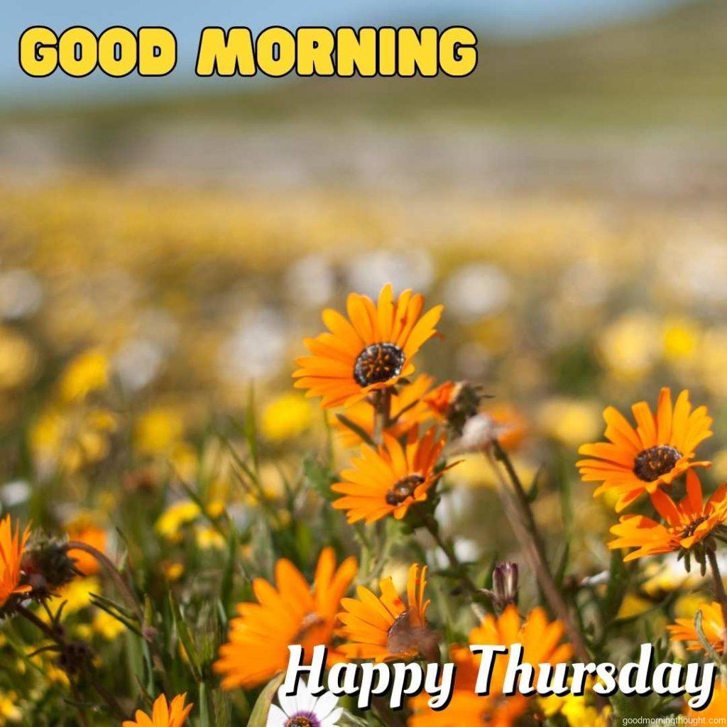 In the background, a close-up of beautiful flowers on which _Good Morning, Happy Thursday_ text appears