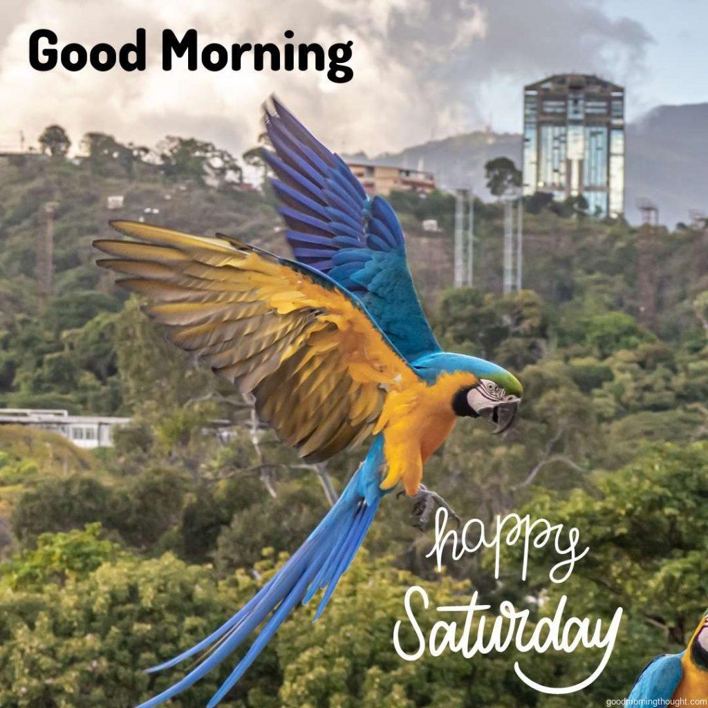 Macaw and parrot in the background with the _Good Morning, Happy Saturday_ text