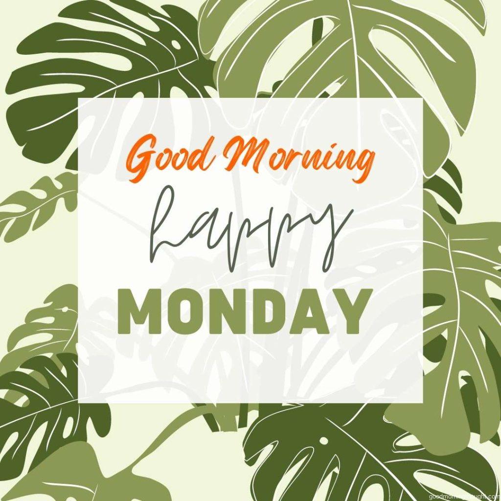 Monstera Bush is in the background, and _Good morning, happy Monday_ text is written on it