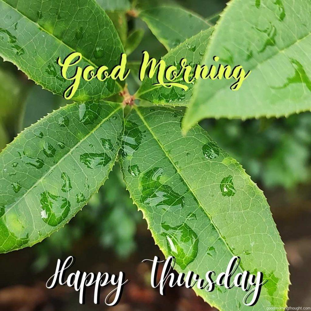 Morning dew in the background and _Good Morning, Happy Thursday_ text