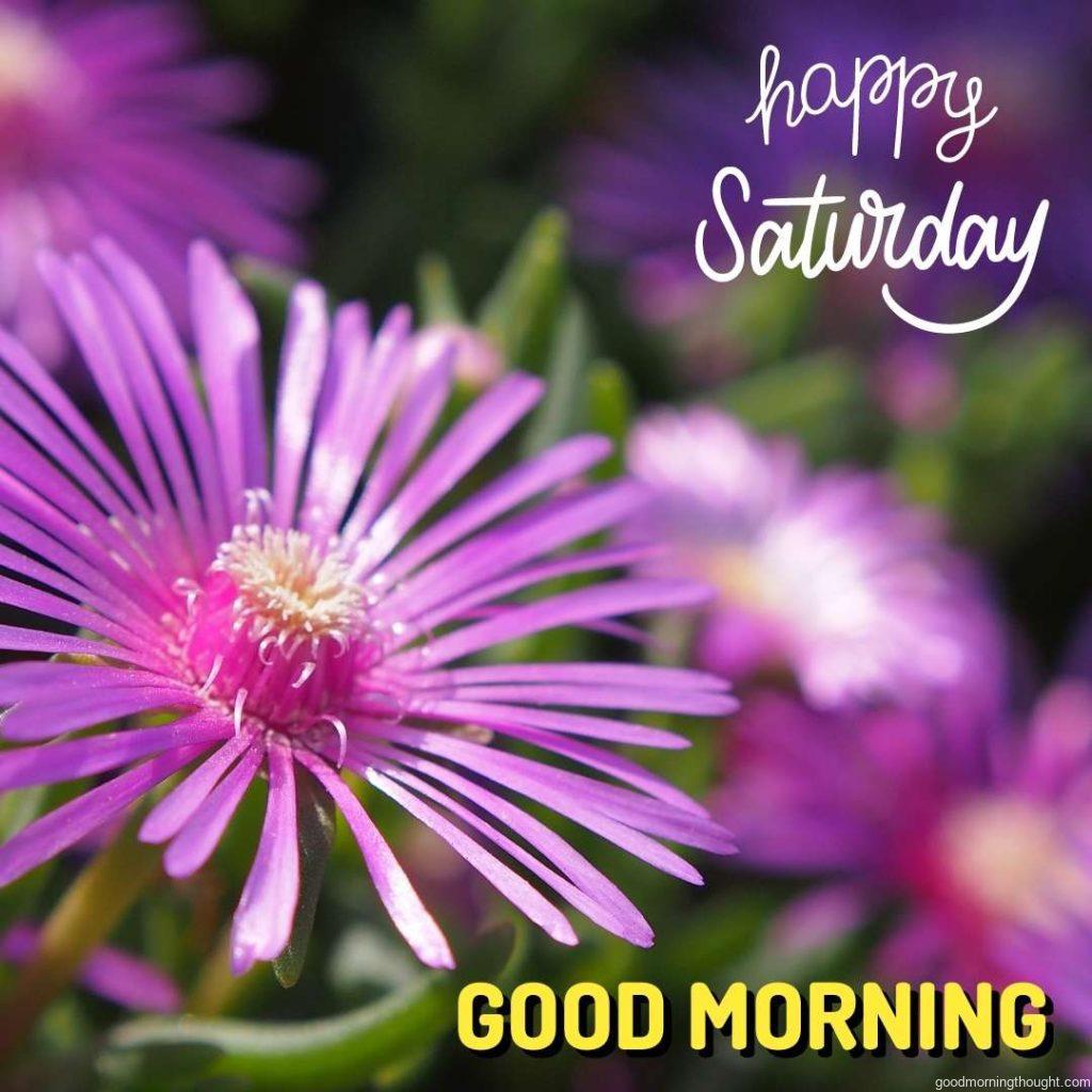 Purple flowers in the background with the _Good Morning, Happy Saturday_ text