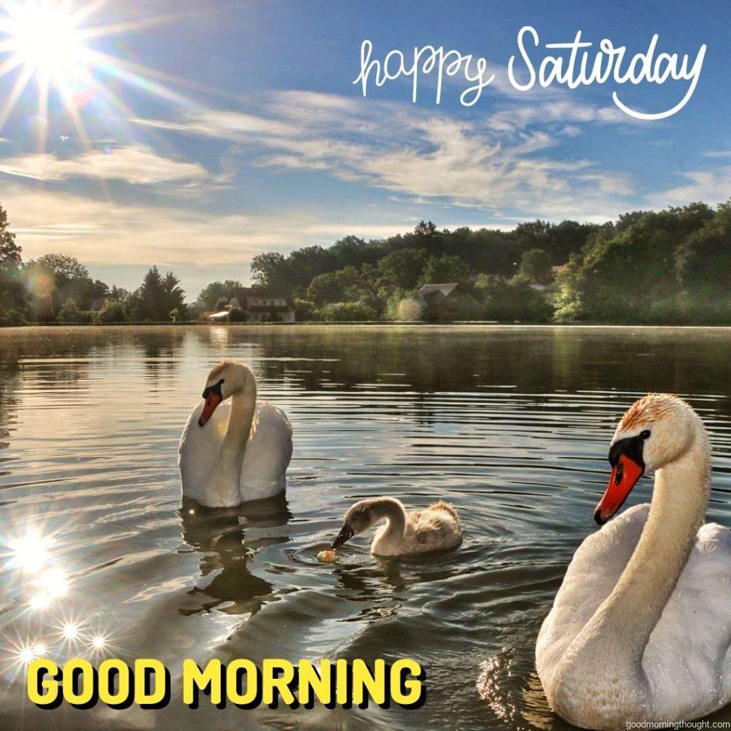 Swan with the _Good Morning, Happy Saturday_ text