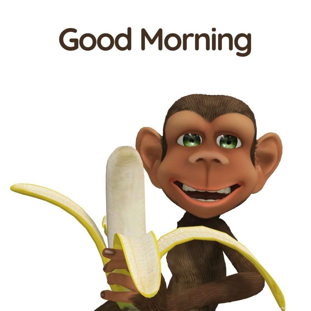 Good Morning Monkey Gif