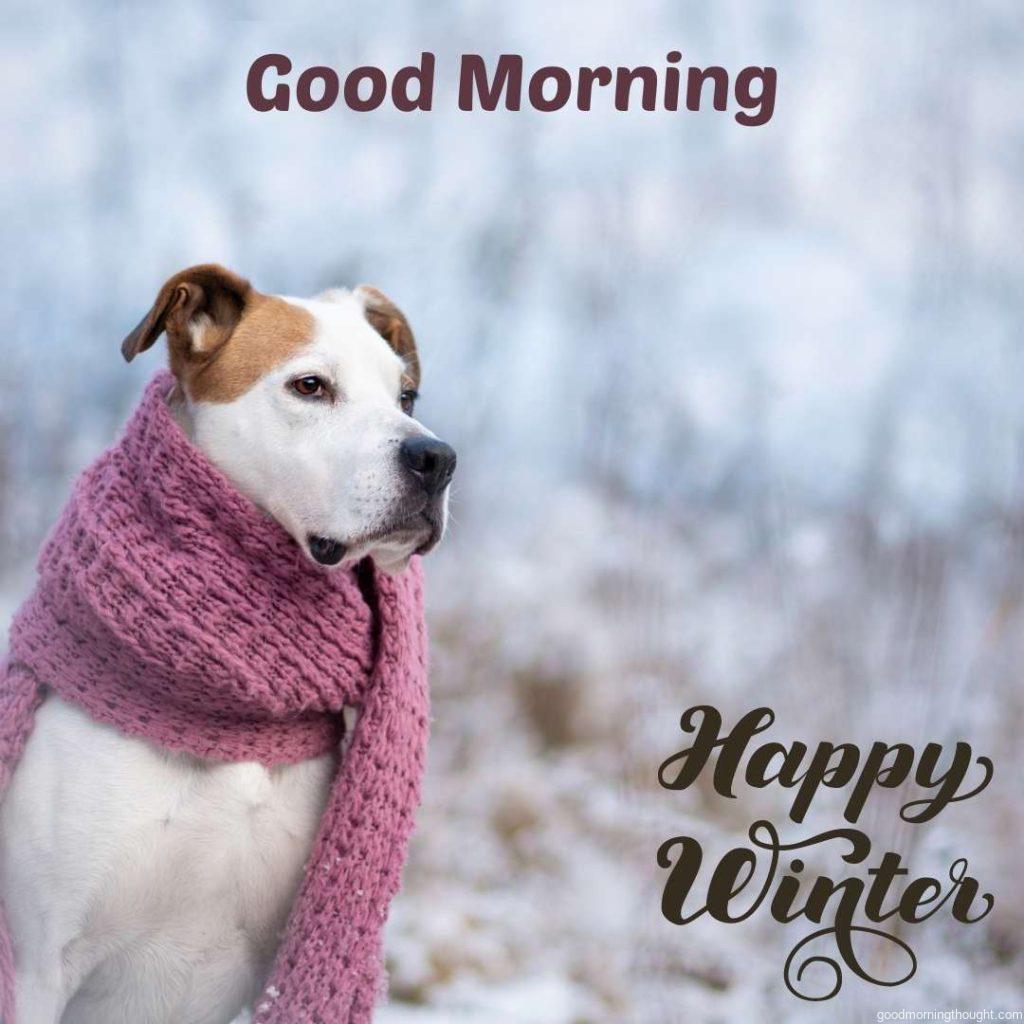 A beautiful American Pitbull Terrier dressed in a knitted shawl in the forest, _Good morning_ text