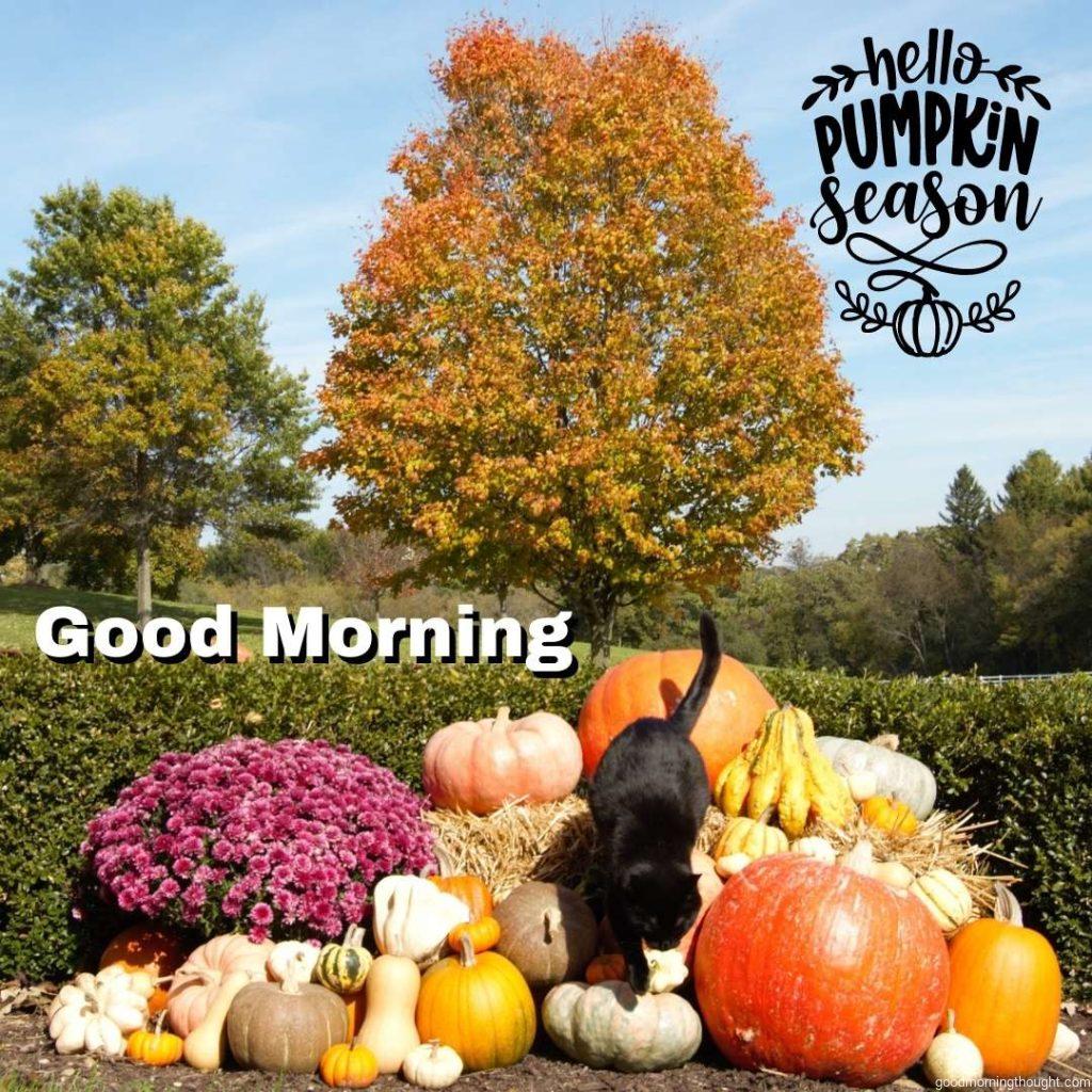 A black cat climbs a pile of pumpkins with fall foliage in the background. Beautiful Autumn Good morning images