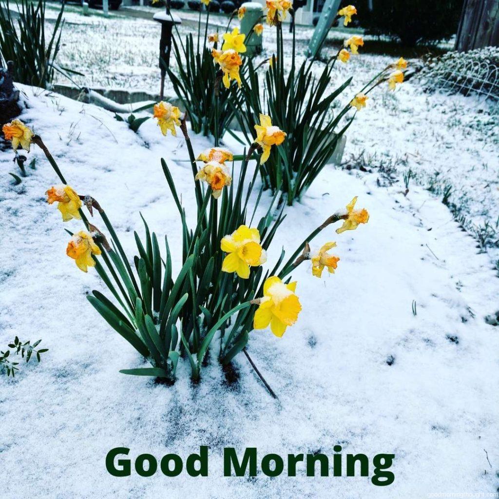 A touch of winter snow on spring bulbs, _Good morning_ text