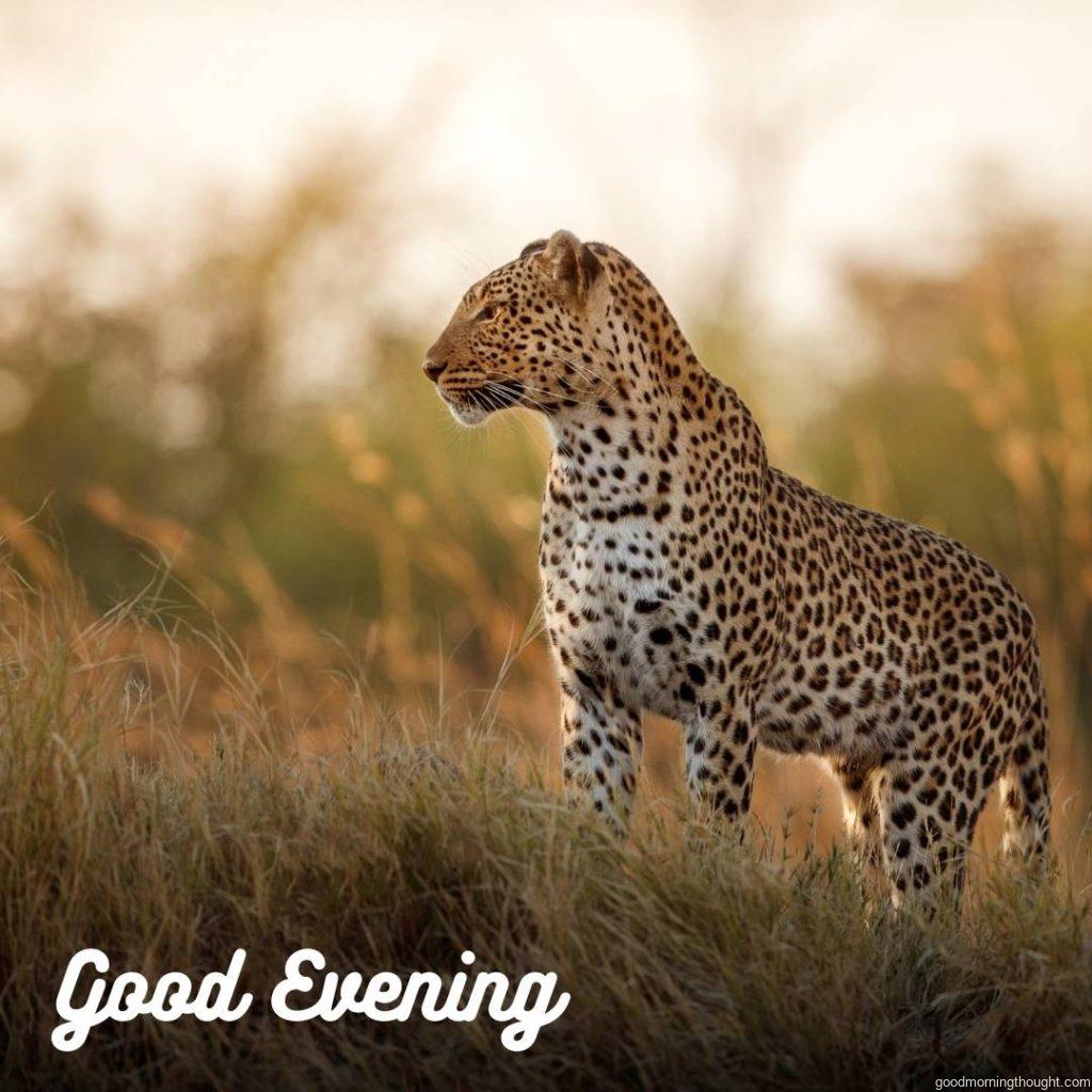 African leopard females pose in beautiful evening light with _Good Evening_ text