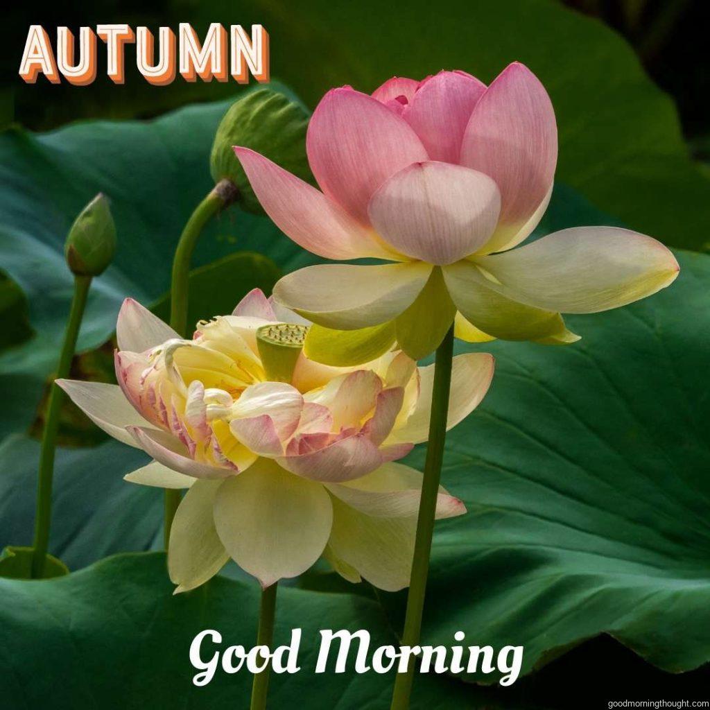 Autumnal, Beautiful Autumn Good morning images