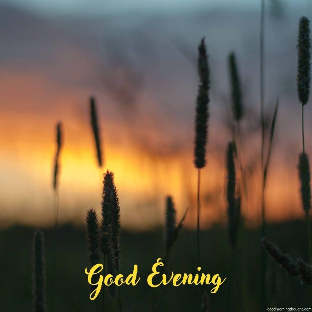 Blurred meadow grass on the background of an evening sky, Good evening images