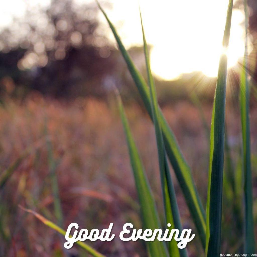 Close-up of the good evening view in the farm, _good evening_ text