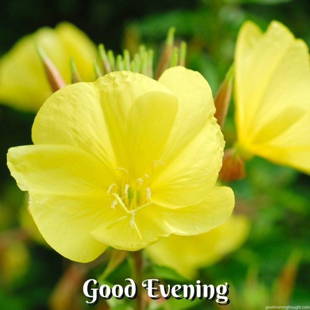 Evening Primrose_ Oil from this plant is often used in soaps, cosmetics, and skincare. Good Evening Images