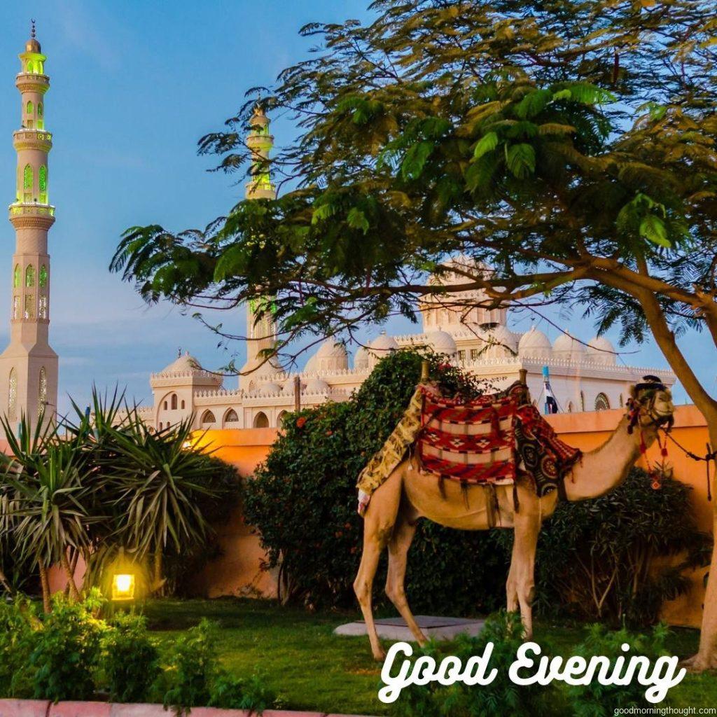 Evening in Hurghada Egypt with _Good Evening_ text