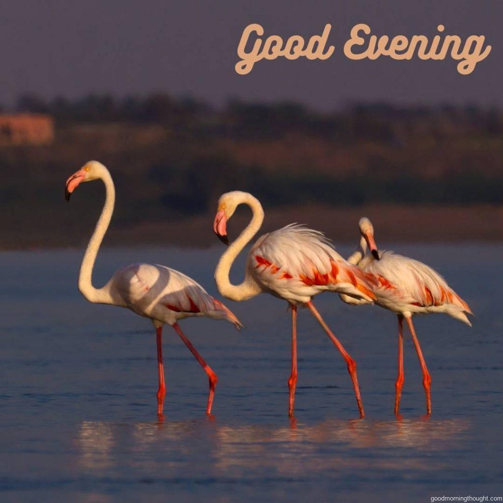 Good evening, with lovely white and red birds walking in the lake, with the _good evening_ text