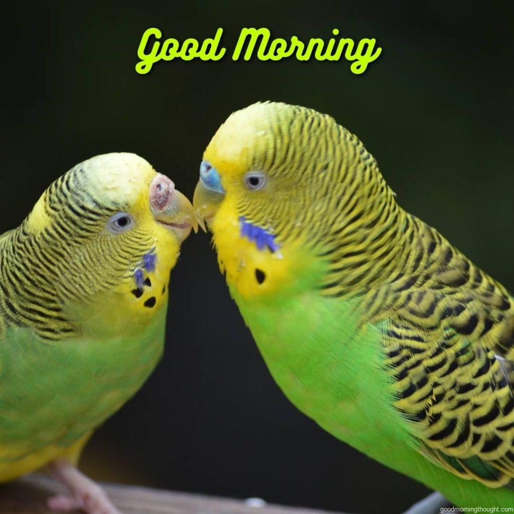 Love birds, love romantic kisses Good Morning Image