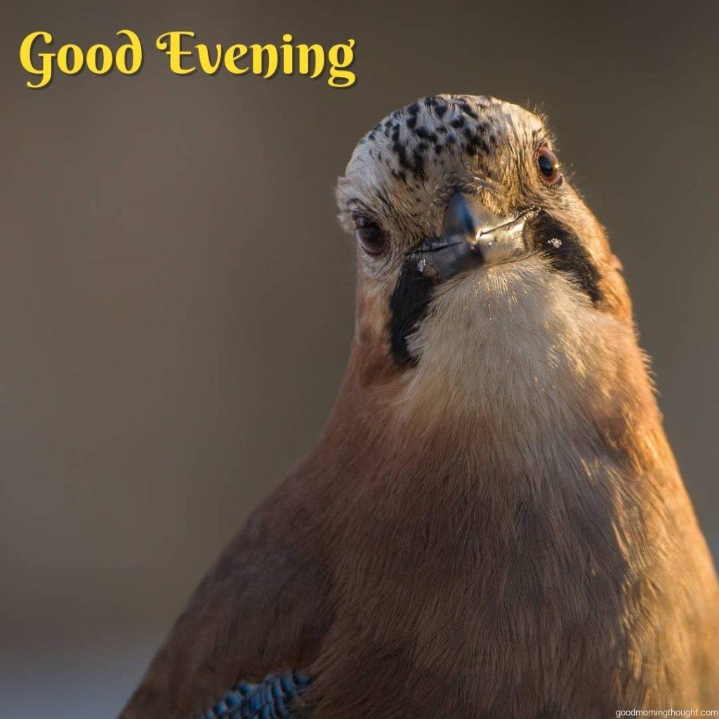 Photo of a bird with the _good evening_ text written on it