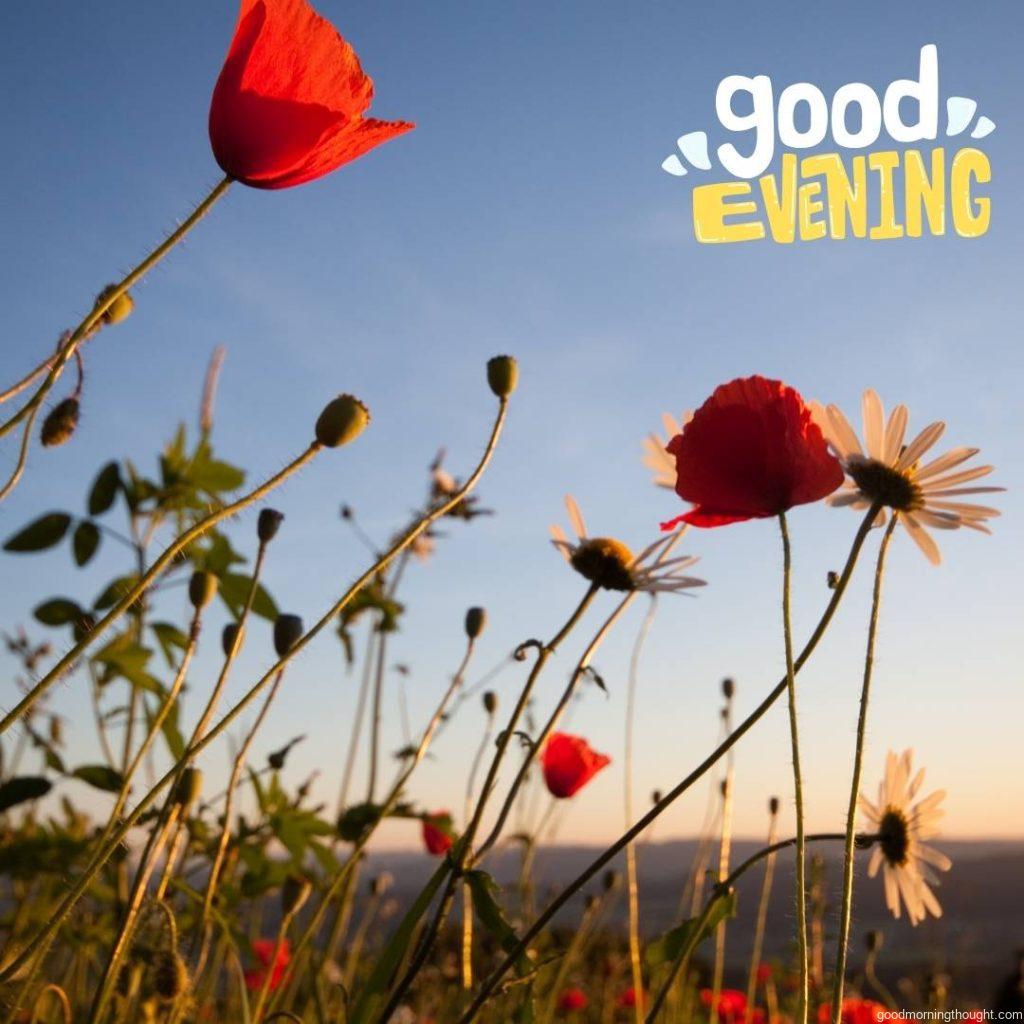 Summer Evening Meadow, Good Evening Images