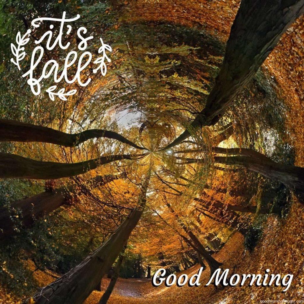 The circular app gives a surreal pattern of autumn woodland. Beautiful Autumn Good morning images